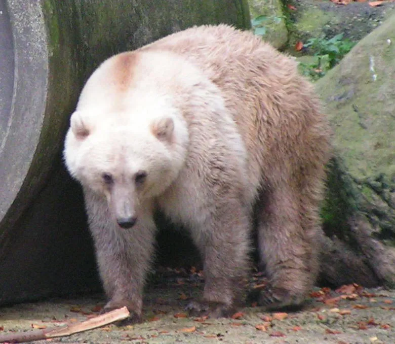 a white bear with some brown on its back