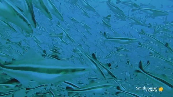 Preview thumbnail for This Sustainable Offshore Cobia Fish Farm Sells Millions