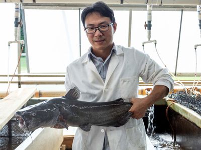 Baofeng Su, a fish genetics researcher at Auburn University, is part of a team of scientists studying the effectiveness of injecting alligator genes into farm-raised catfish.