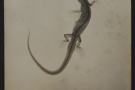 X-ray technology was invented in 1985 by Wilhelm Röntgen. This early image, along with others set to be on the block, were taken just a year later.