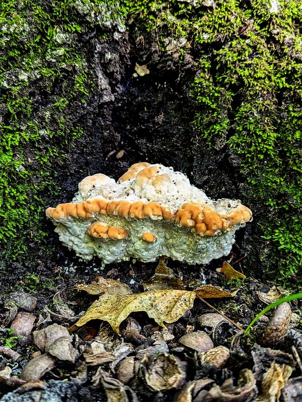 Green cheese polypore wild mushroom thumbnail