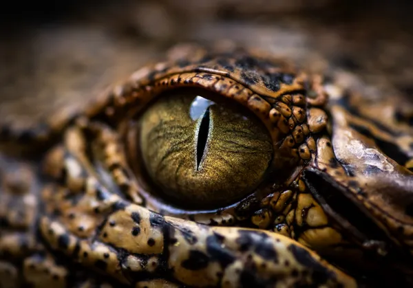 The Untamed Eye thumbnail