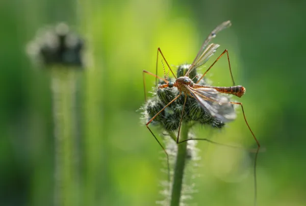 A tattered Crane Fly sleeps on the floret buds of Meadow Hawkweed. thumbnail