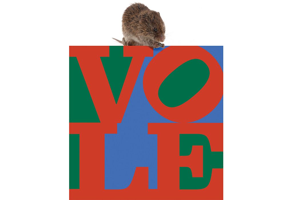 01-Voles-praire.jpg