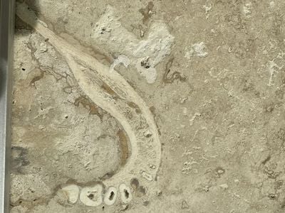 Dentist Discovers Human-Like Jawbone and Teeth in a Floor Tile at His Parents' Home image