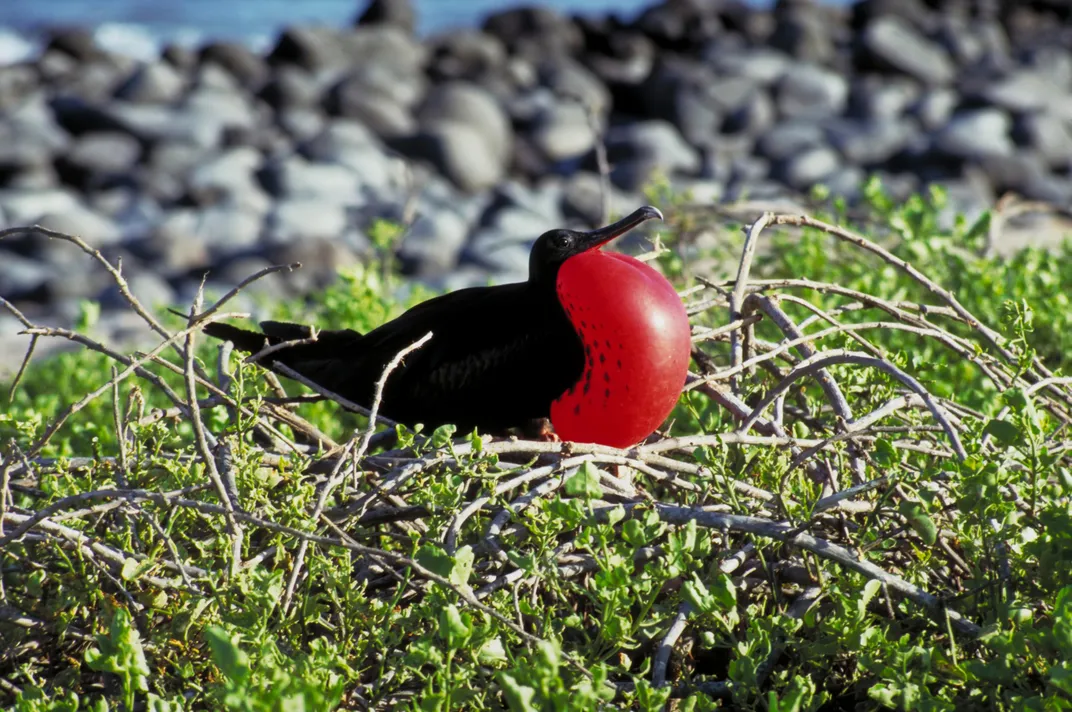 Bright Frigate bird