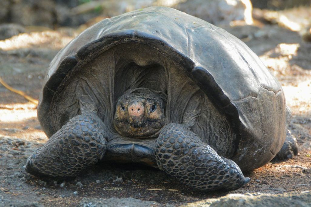 A photo of Fernanda, a female Fernandia Giant Tortoise. The tortoise is brown and is facing the camera. Its head is slightly tucked in its shell. 