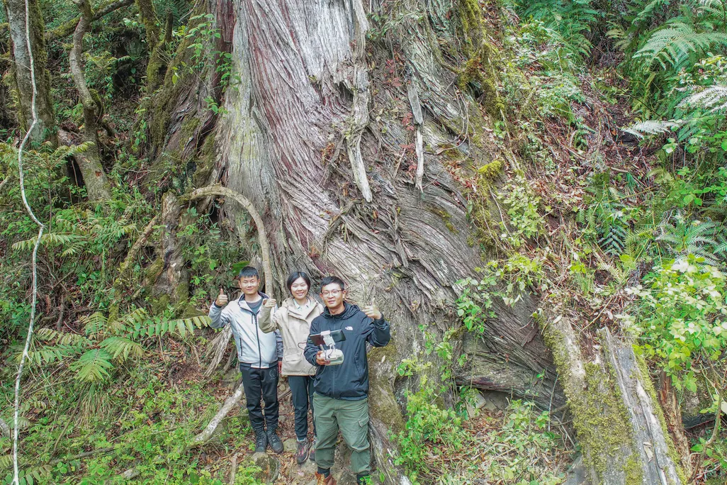 People standing next to very large tree base