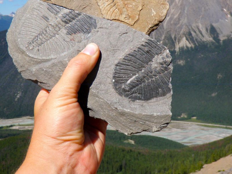 Trilobite fossils from the Burgess Shale in Yoho National Park, Canada