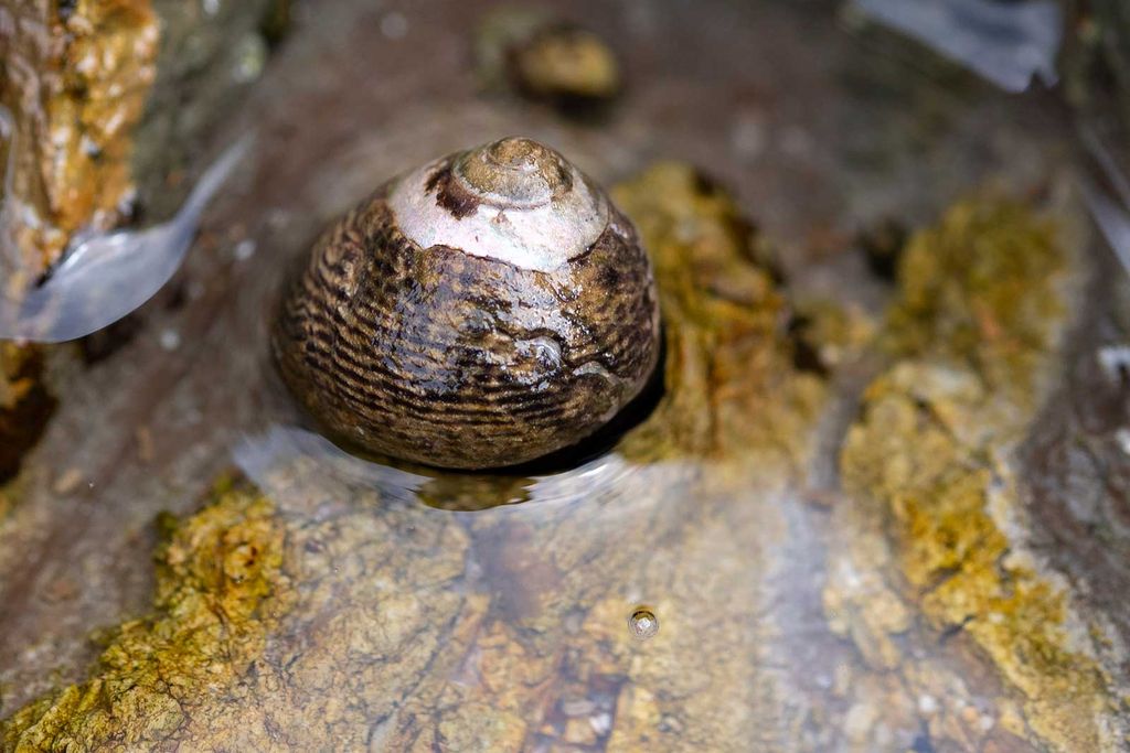 Black Turban Snail
