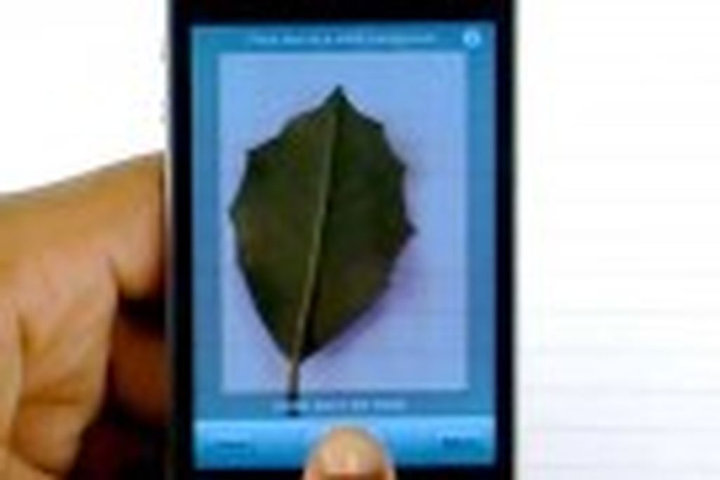 20110520110739leafsnap-iphone-app-150x90.jpg