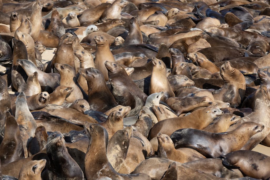 A dense group of sea lions packed onto a beach