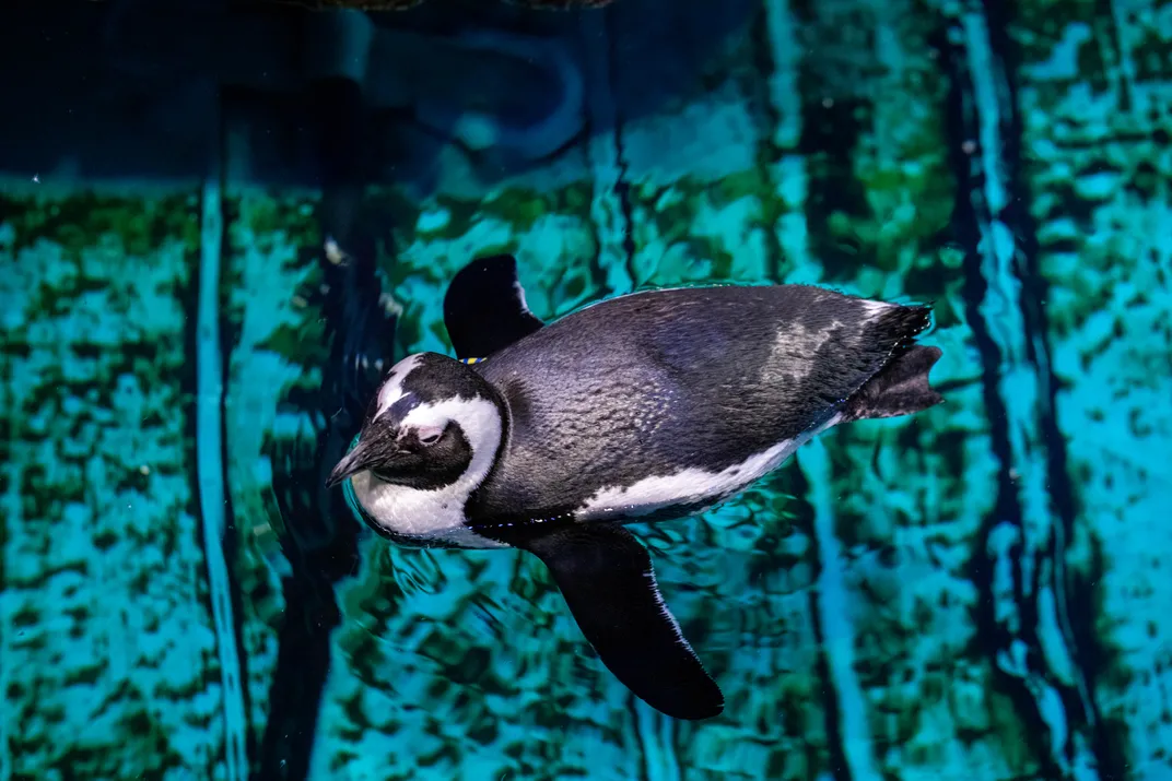 Penguin swimming in water