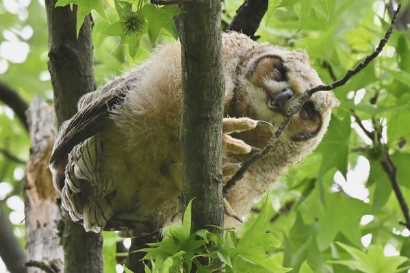 Great Horned Owlet thumbnail