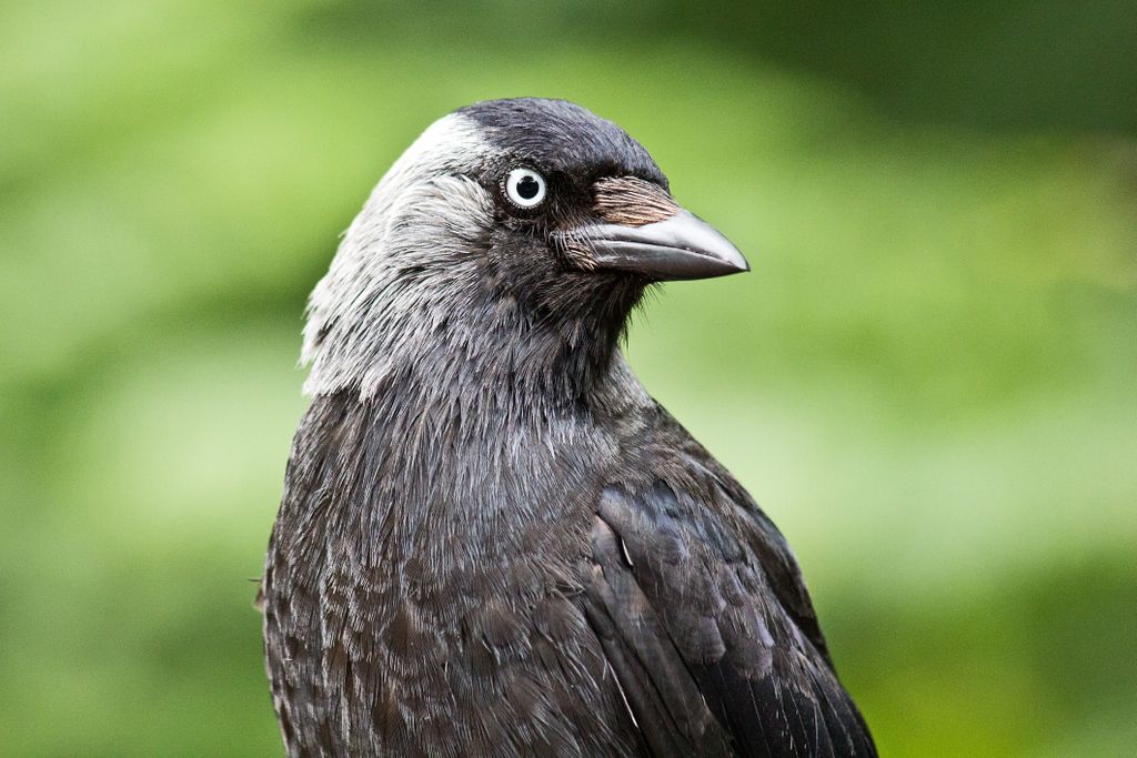 a profile of a jackdaw; bird that looks like a crow with some grey on the side of its head and neck