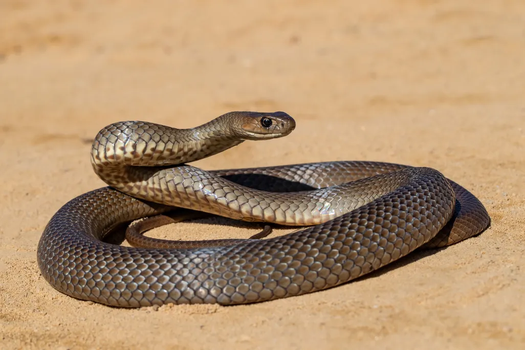 An image of an eastern brown snake laying in the sand.