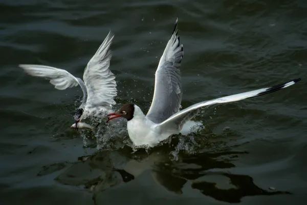 hải âu và nhạn biển săn mồi - nikon d4 thumbnail