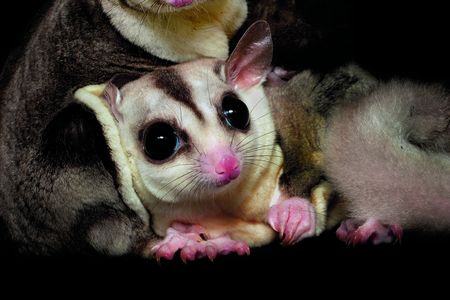Sugar gliders, marsupials native to Australia.