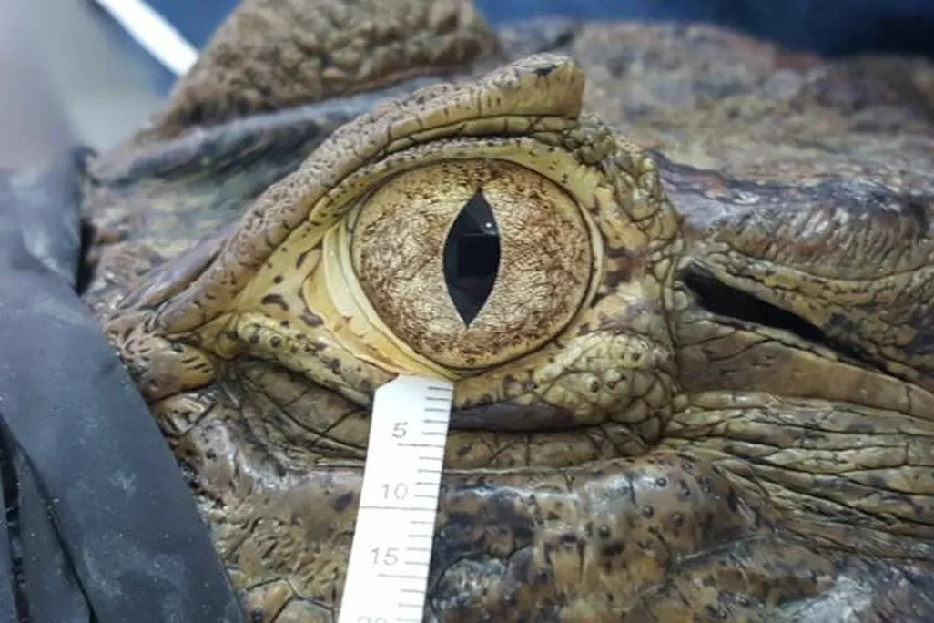 Broad-snouted caiman