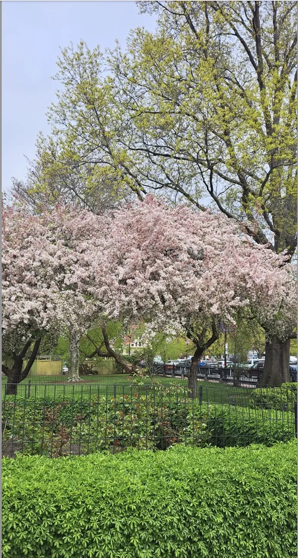 Cherry Blossom thumbnail