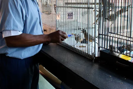 Inmate Willie H. feeds juvenile robins that are being rehabilitated in prison.