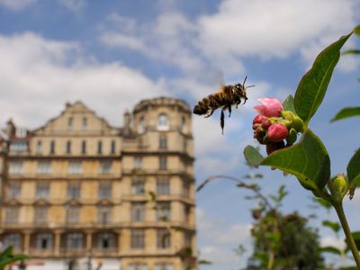 A honeybee visits a flower in Bath, England