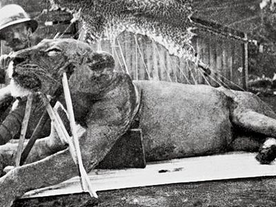 Colonel Patterson first Tsavo Lion