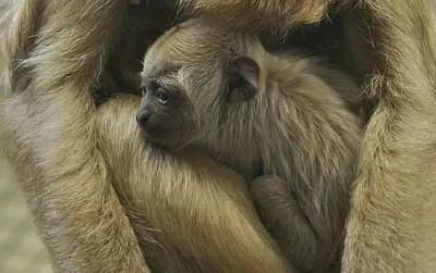 The National Zoo’s newest addition, a baby howler monkey.