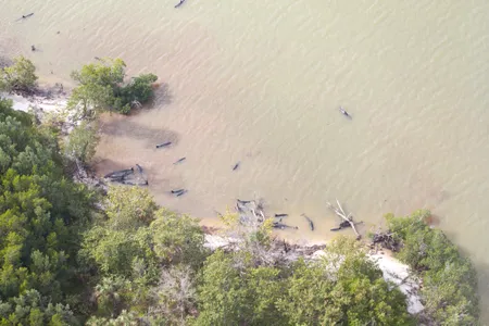 Nearly 100 false killer whales are currently stranded in the Everglades in the worst Florida stranding of its kind.