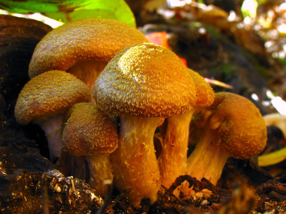 Honey Mushrooms