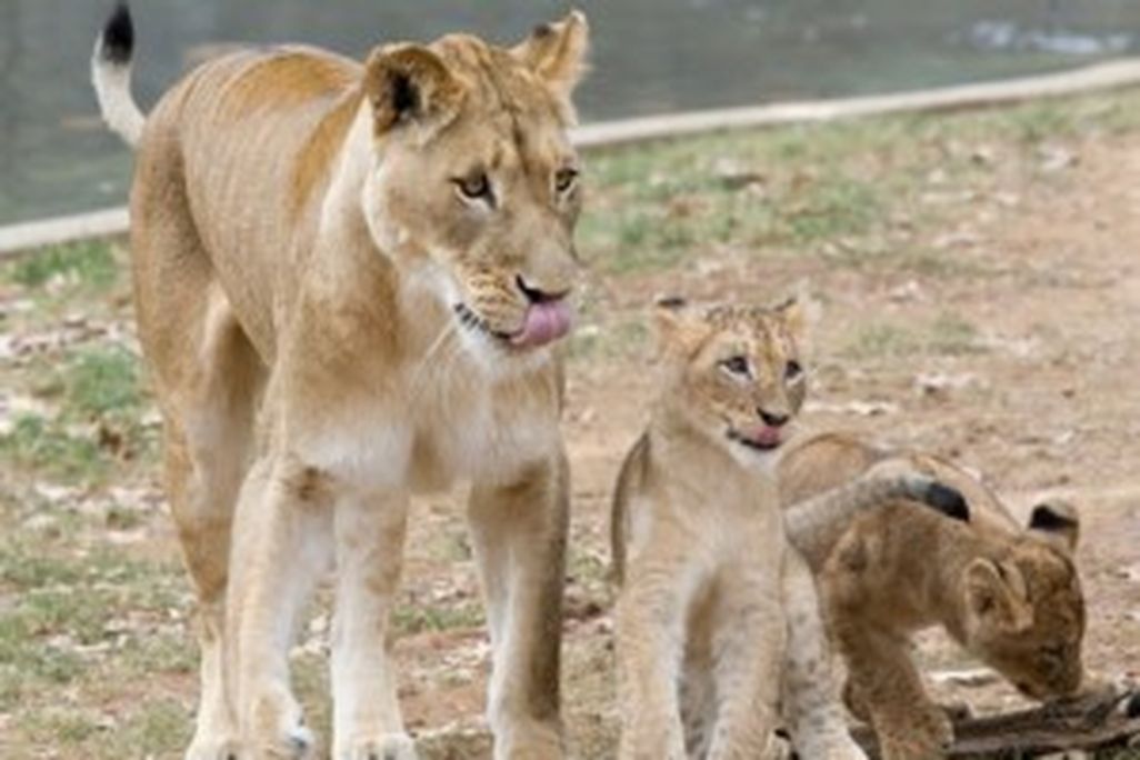 20110520110653ATM-Blog-Lion-Cubs-Winter-1-300x232.jpg