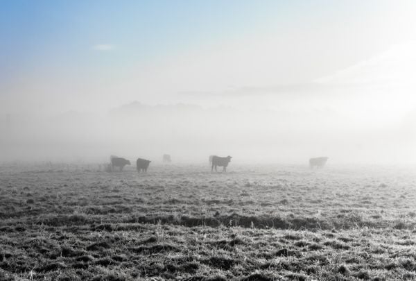 Cows in Frozen Meadow thumbnail