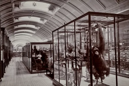 After being closed to the public for more than 80 years, the Nature and Us gallery, photographed here in 1911, will reopen in September.