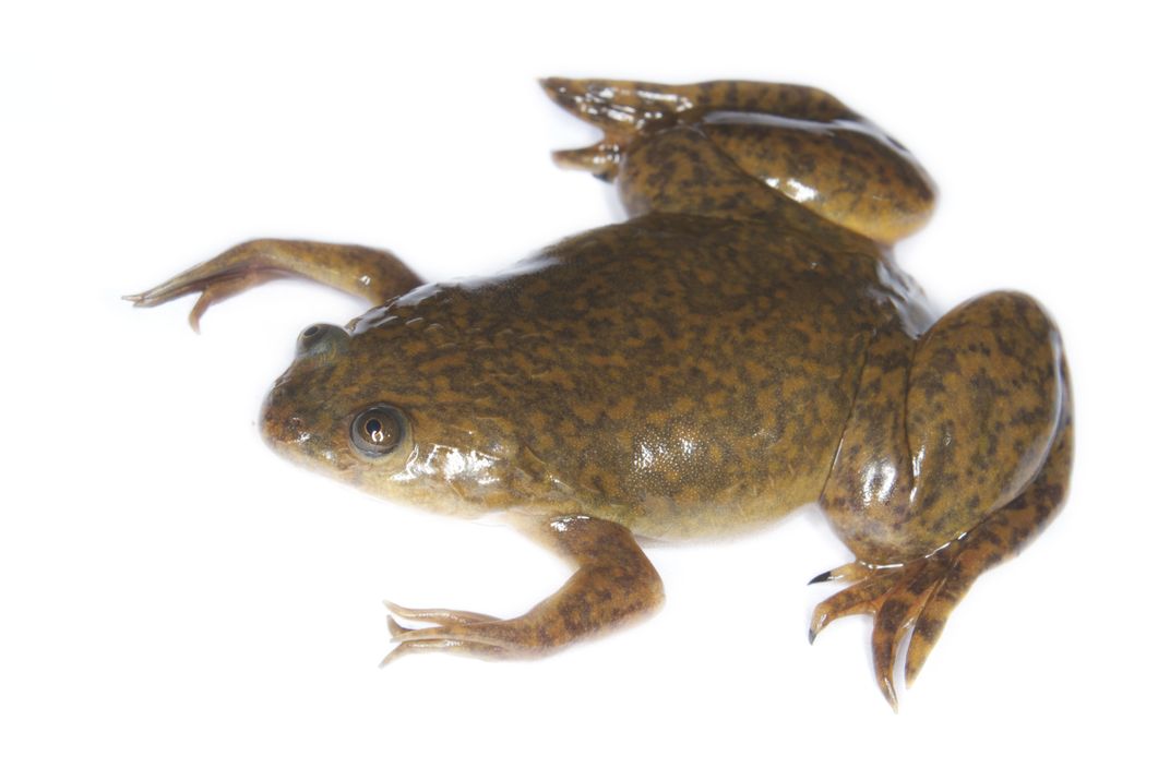 The African clawed frog is one of the most popular frogs used in research laboratories worldwide.