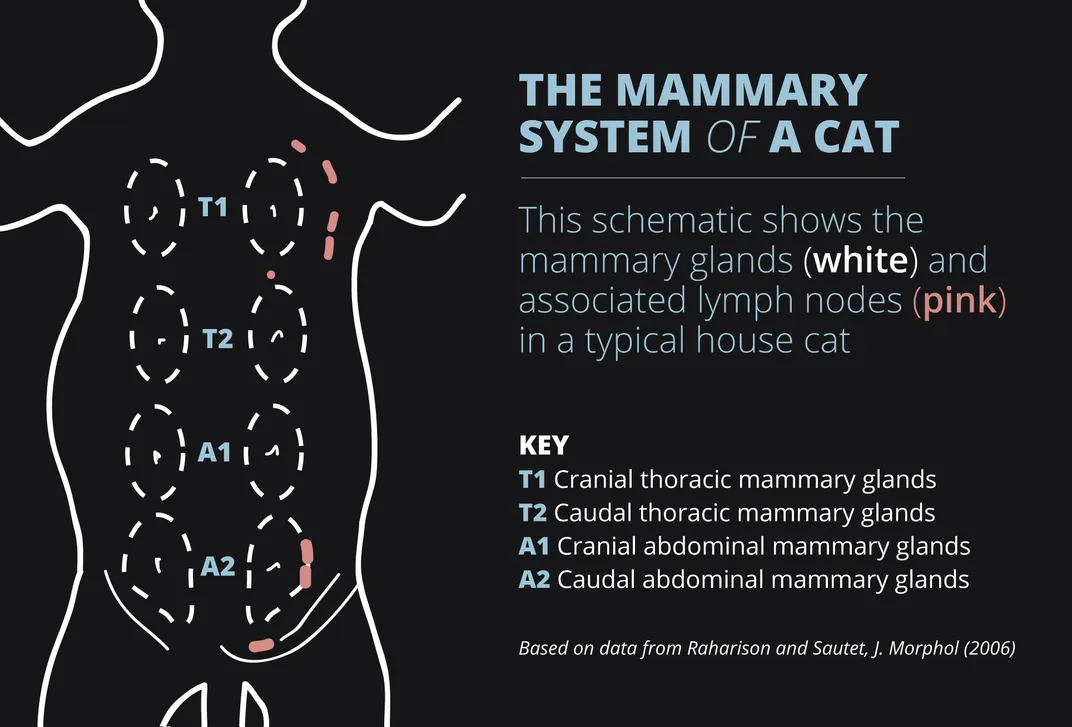 Cats Get Breast Cancer Too, and There's a Lot We Can Learn From It