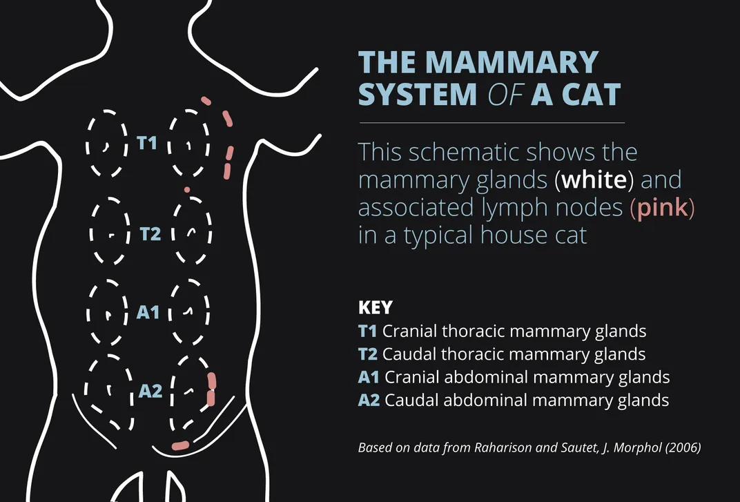 Cat Breast Cancer Lump Jame Findley