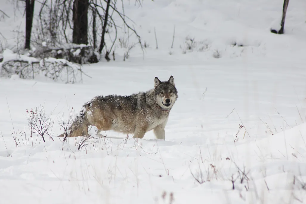 Wolf standing in snow