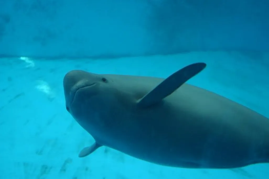 a porpoise swims in an aquarium