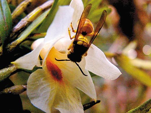 Hornet landing on Dendrobium sinense