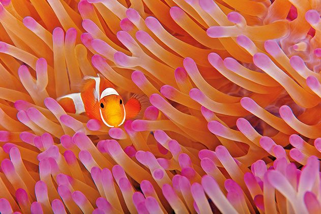 False clown anemone fish