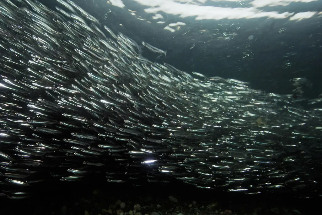 Capelin