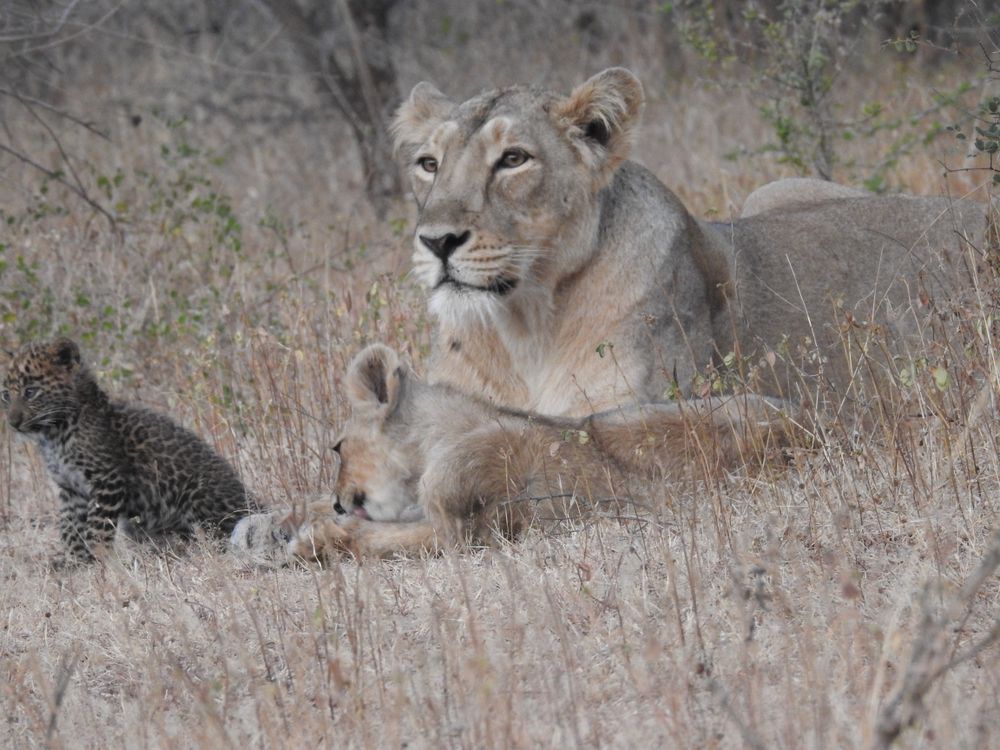 The leopard cub, mother lion and her own lion cub sit in tall grass