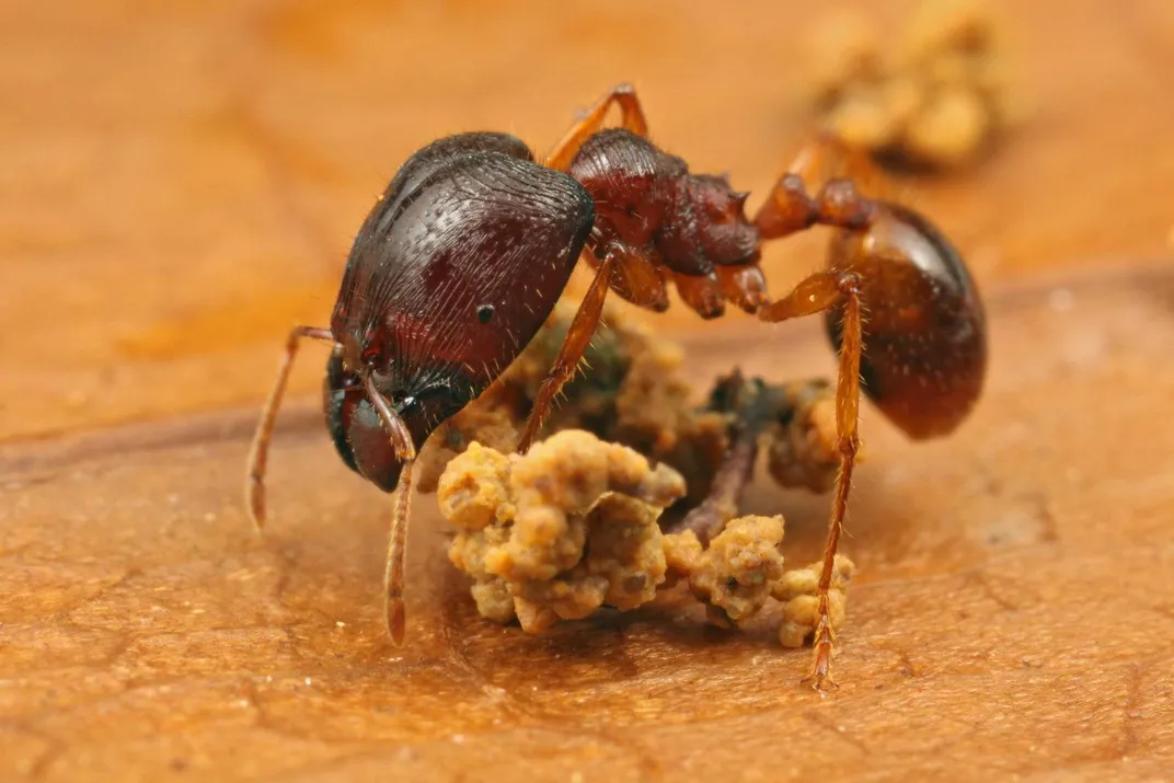 This Useless Organ Determines Which Ants Grow Into Large