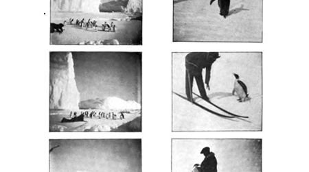 “Penguin Interviews,” via Frederick Cook’s Through the first Antarctic night, 1896-1899.