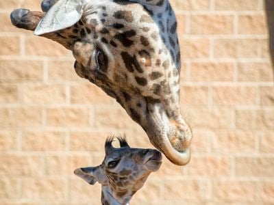 Baridi, the Houston Zoo's two-month-old Masai giraffe.