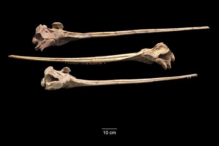 The fossilized crania of three long-snouted cetaceans. 