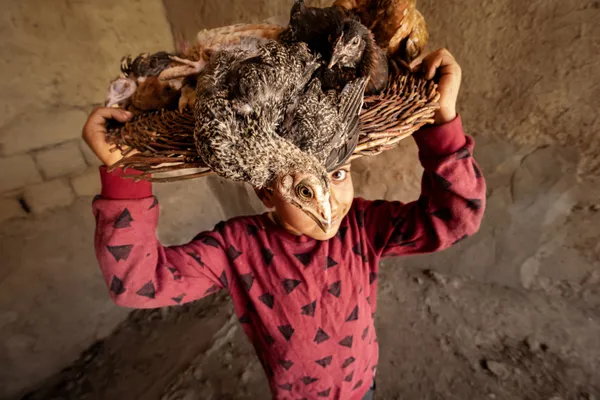 The companionship of a child and his chickens thumbnail