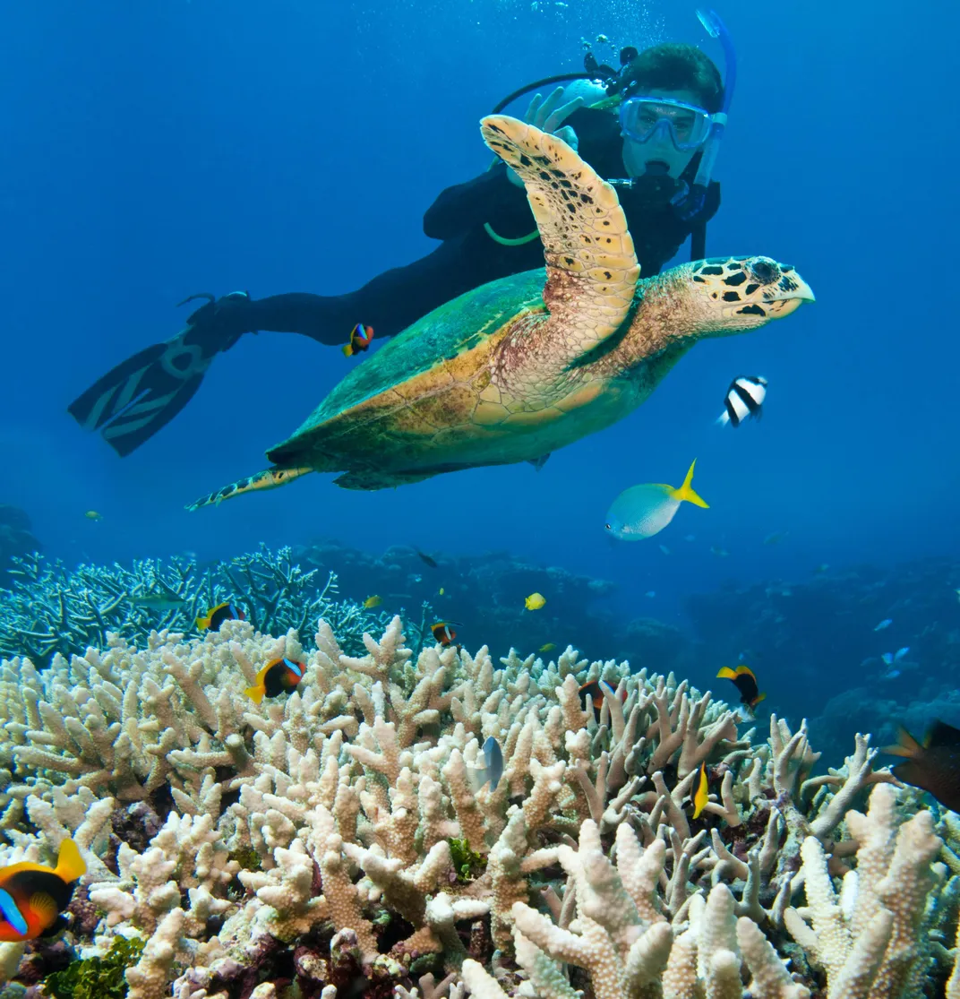 A person swimming with a sea turtle, Great Barrier Reef