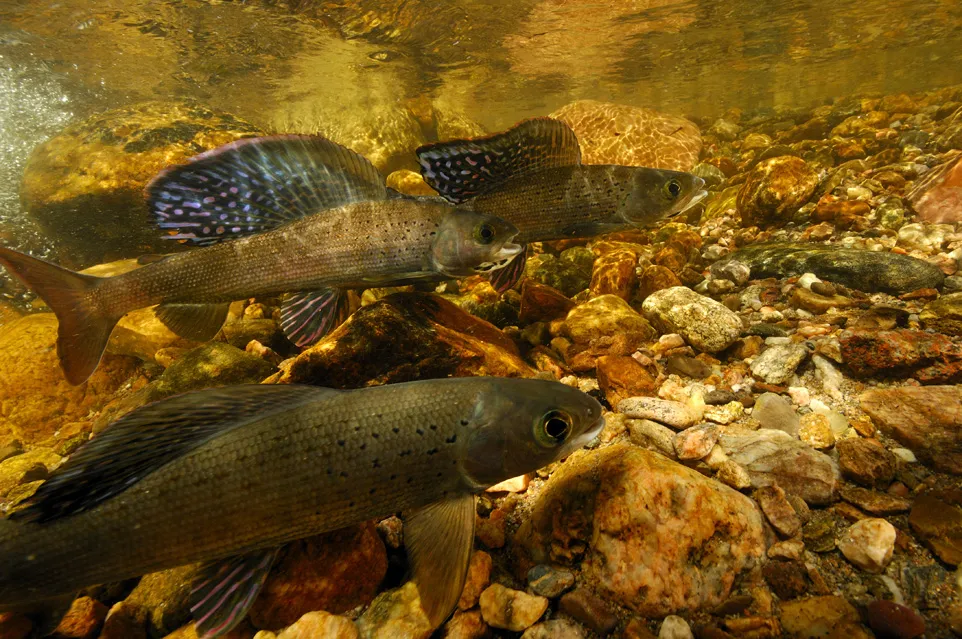 three fish with large dorsal fins swim above pebbles in a creek