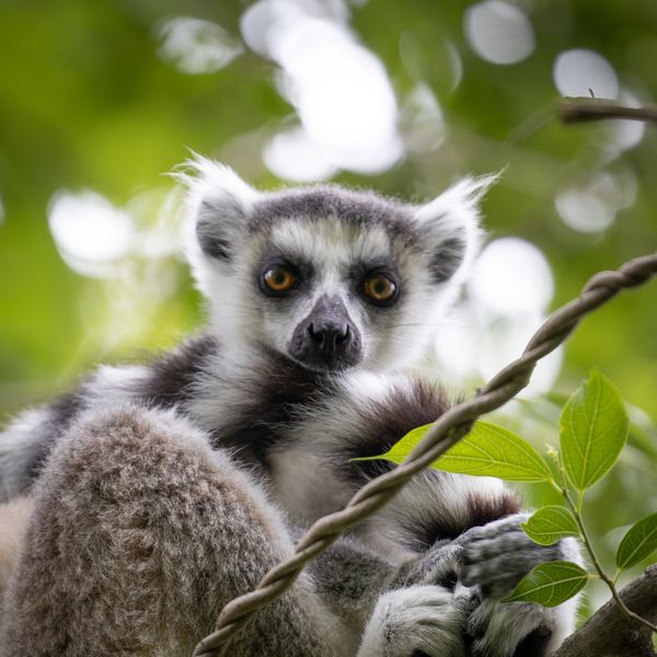 Soft Harmony: Gaze of a Lemur thumbnail